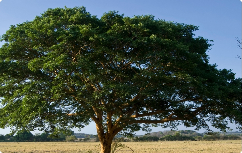 Kā palīdz Copaiba Ēteriskā eļļa?