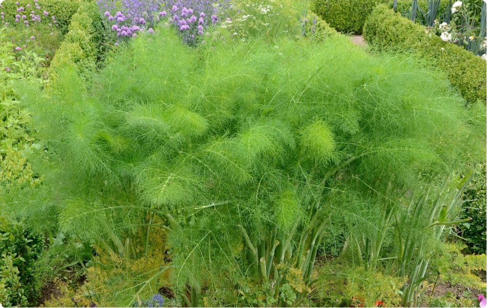 Kā palīdz Diļļu Ēteriskā eļļa?