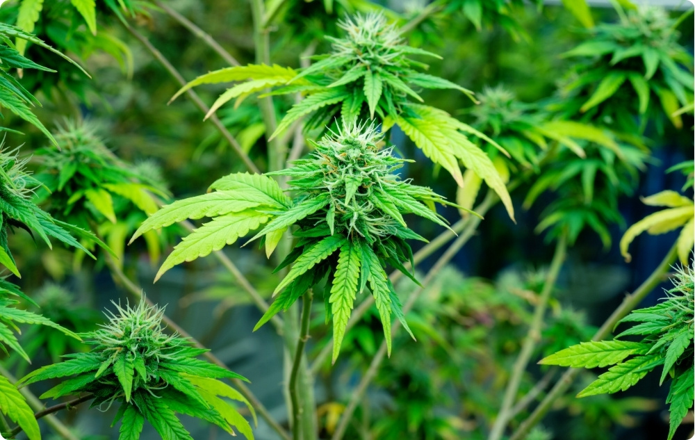 Kā palīdz Kaņepju sēklu Bāzes eļļa?