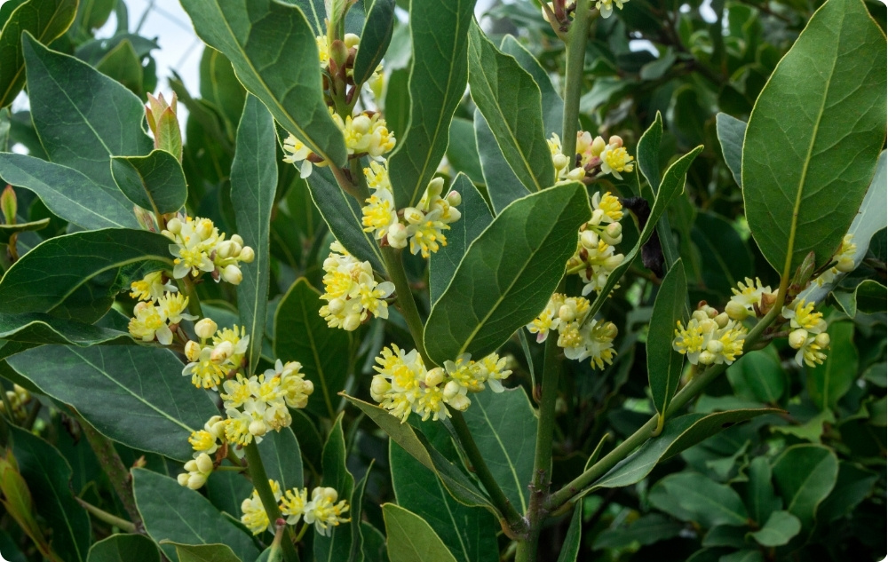 Kā palīdz Lauru Lapa Ēteriskā eļļa?