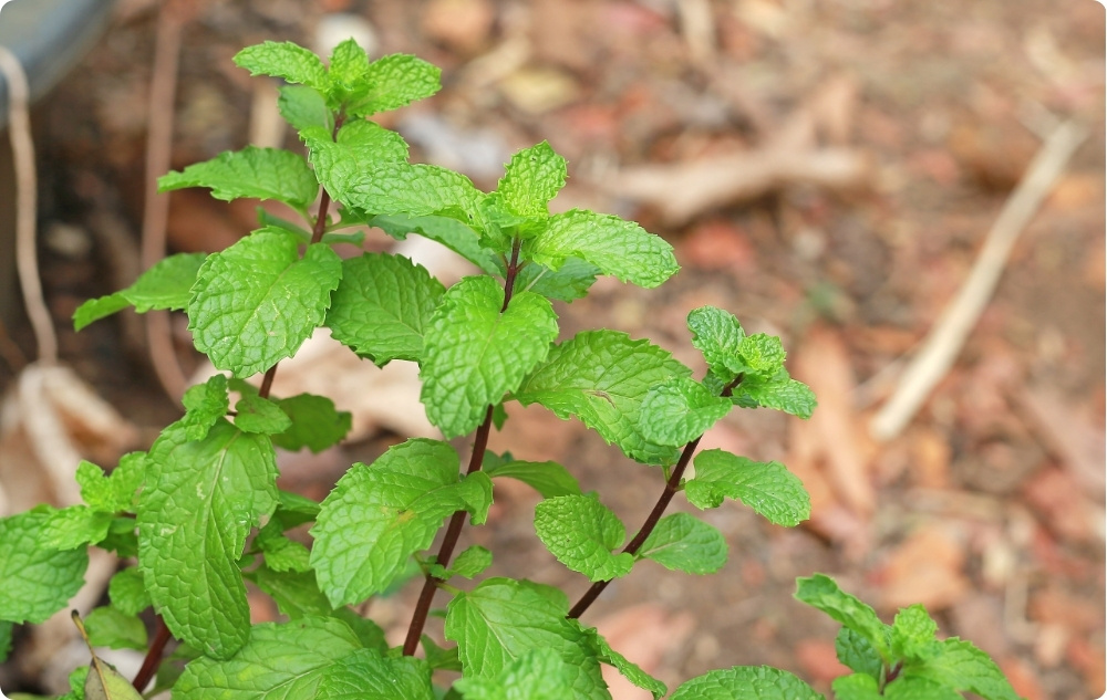 Kā palīdz Melisas Ziedūdens?