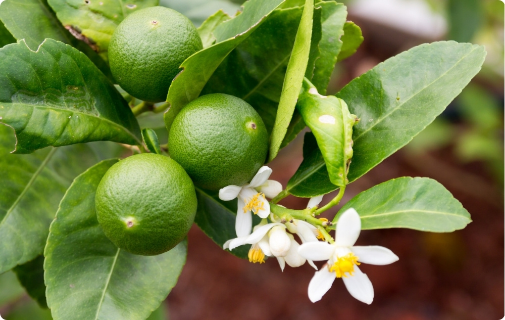 Kam palīdz Laima Ēteriskā eļļa?