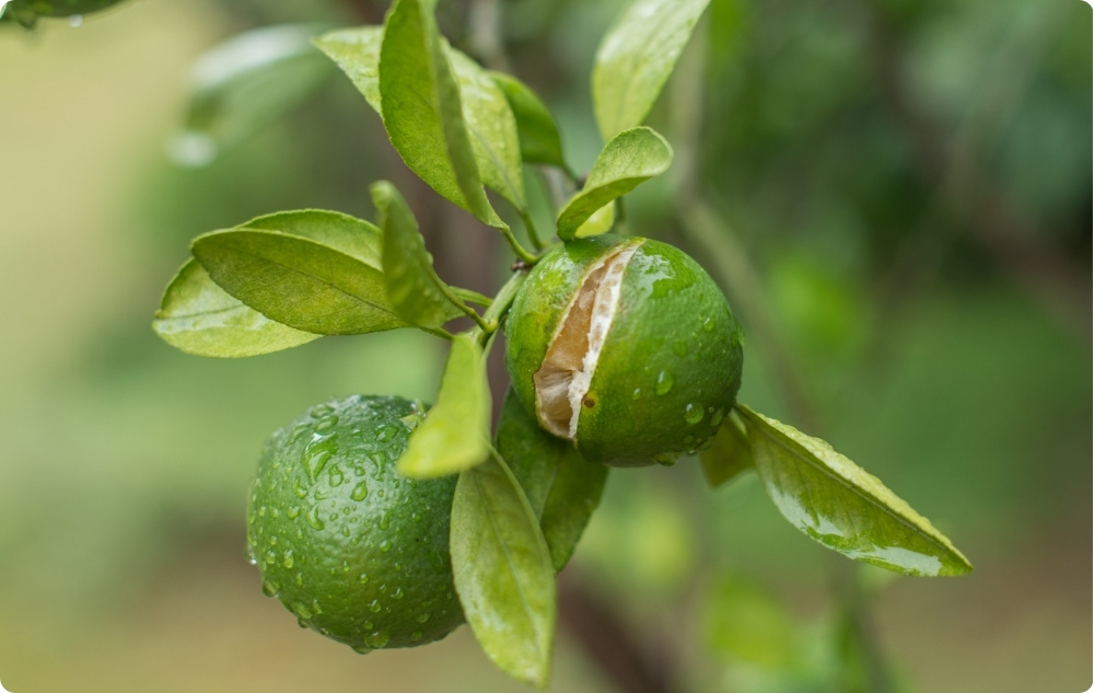 Kā palīdz Mandarīns Ēteriskā eļļa?