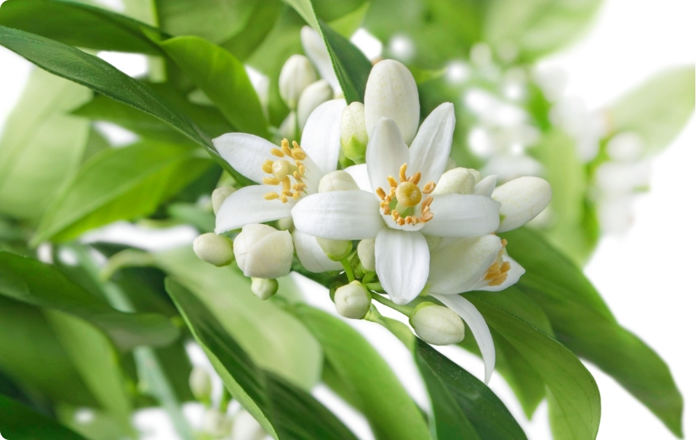 Kā palīdz Neroli Ēteriskā eļļa?