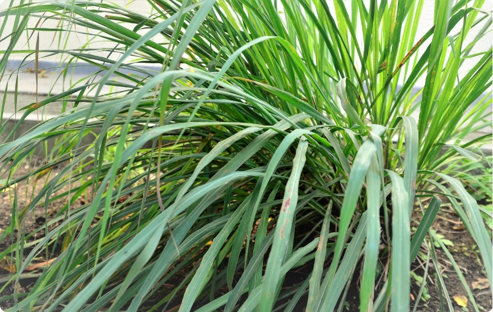 Kā palīdz Palmarosa Ēteriskā eļļa?