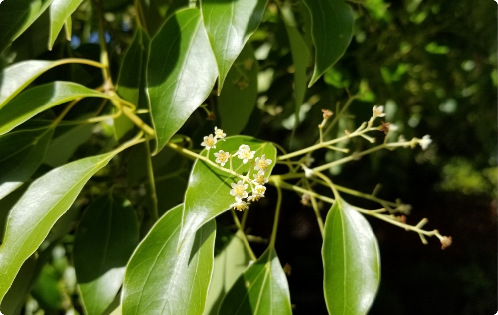 Kā palīdz Ravintsara Ēteriskā eļļa?