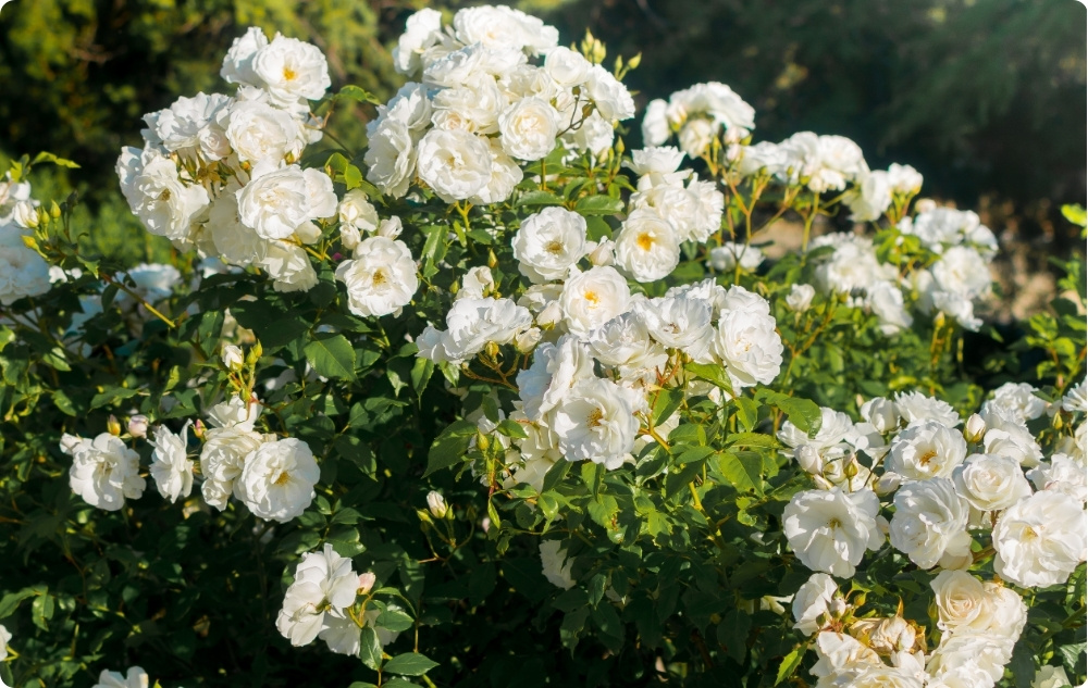 Kā palīdz Baltās Rozes Ziedūdens?