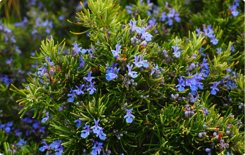 Kā palīdz Rozmarīns Cineole Ēteriskā eļļa?