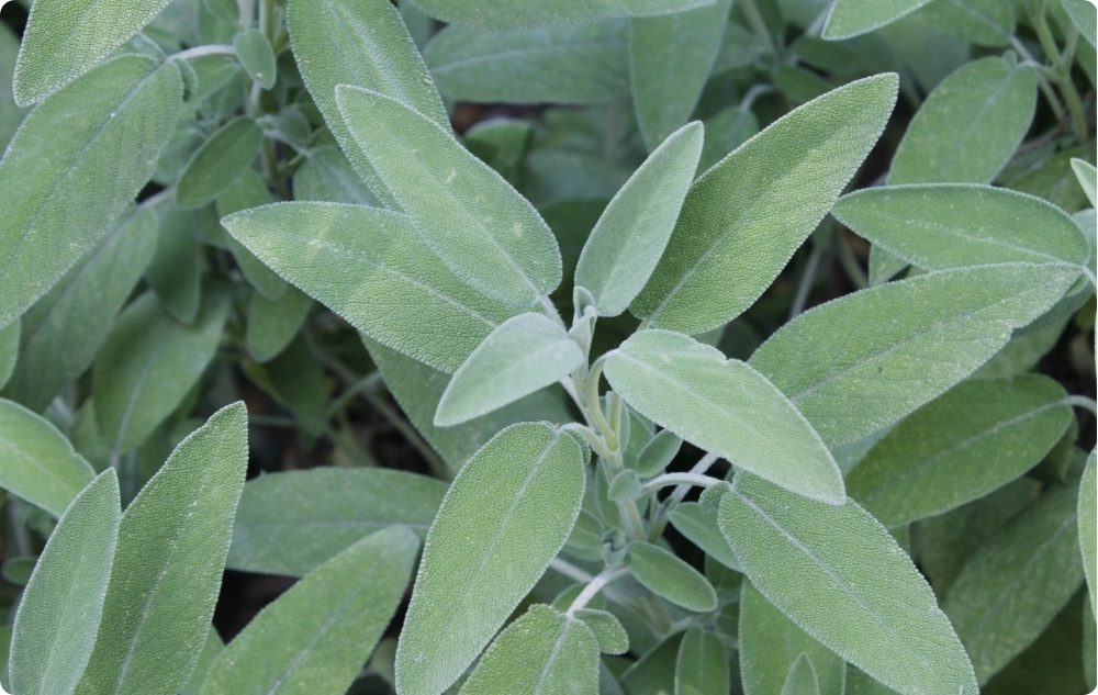 Kā palīdz Salvijas Ēteriskā eļļa?