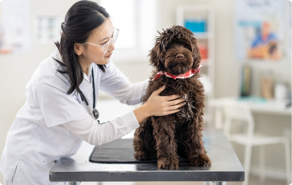 Kāpēc ir svarīgas regulāras veterinārās pārbaudes?