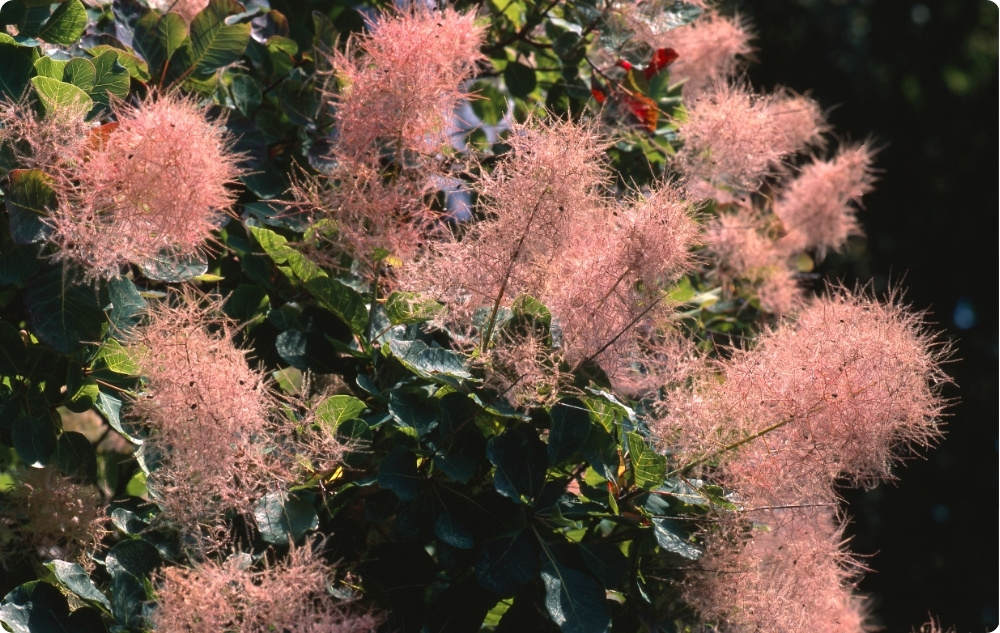 Kā palīdz Dūmu koka Ziedūdens?