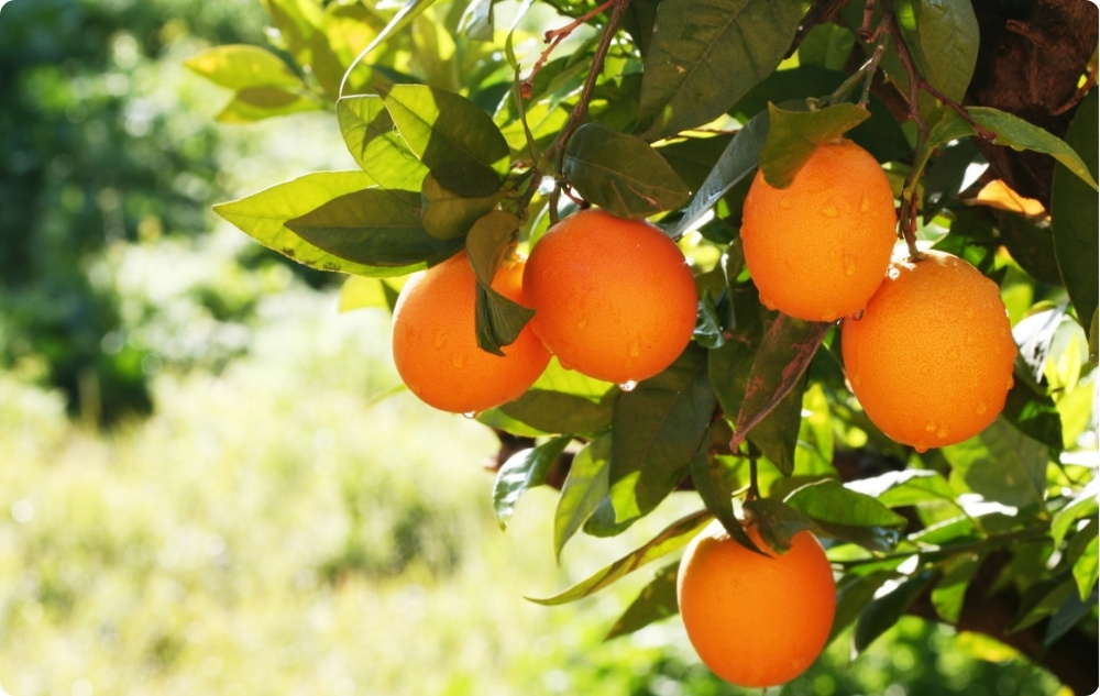 Kā palīdz Saldā Apelsīna Ēteriskā eļļa?