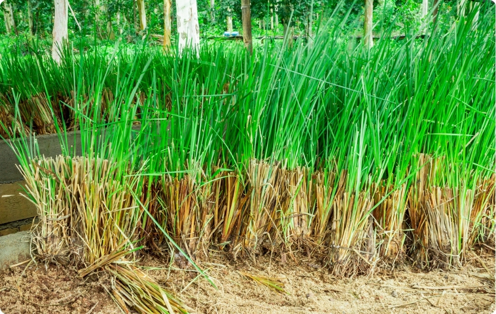 Kā palīdz Vetīvera Ēteriskā eļļa?