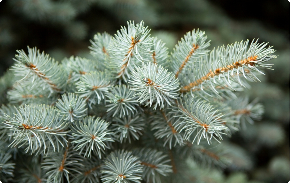 Kāpēc mēs izvēlējāmies Saldo Mandeļu, Baltā Priede un Baltegle Ēteriskā eļļa?