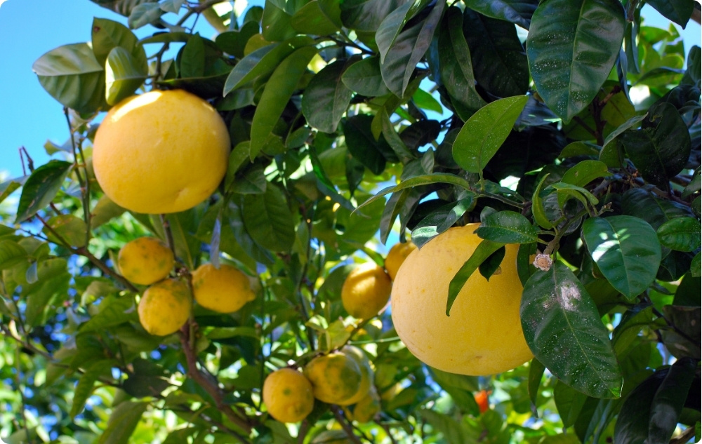 Kā palīdz Baltais Greipfrūts Ēteriskā eļļa?