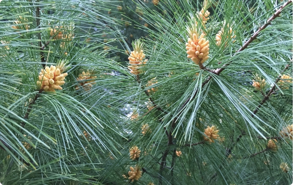 Kāpēc mēs izvēlējāmies Saldo Mandeļu, Baltā Priede un Baltegle Ēteriskā eļļa?