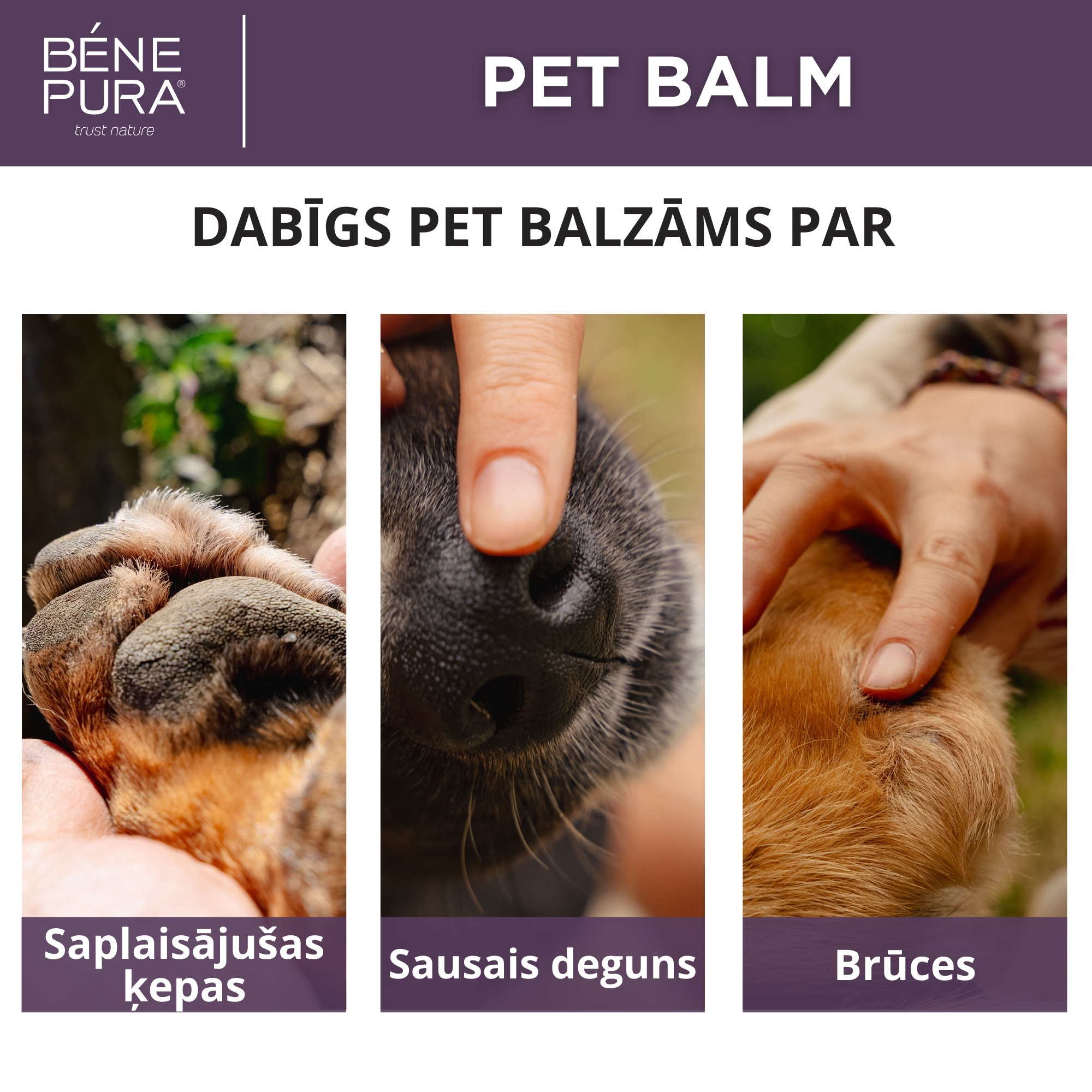 Komplekts "Ziedes suņiem"