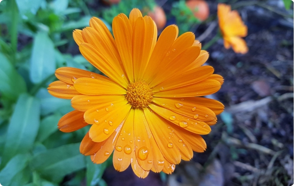 Apdegumu un brūču ziede ar Kliņģerīti - 40ml