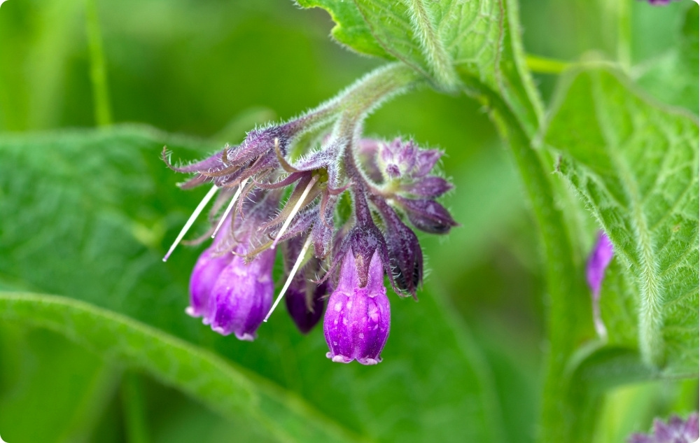 Locītavu ziede ar Comfrey - 40ml