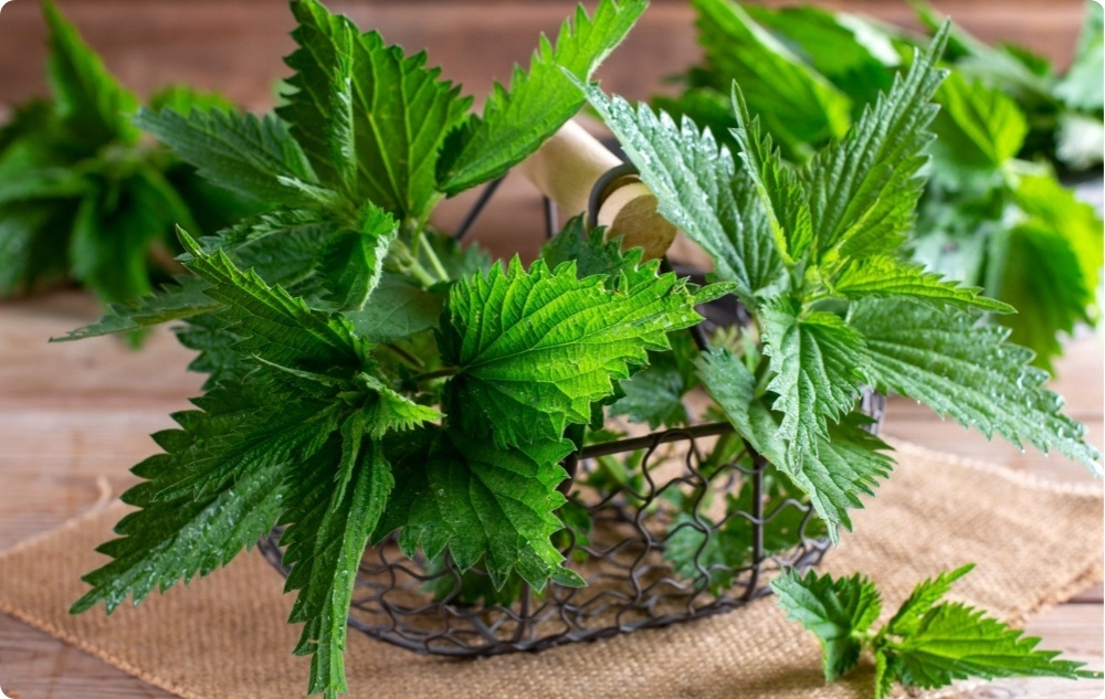 Locītavu ziede ar Comfrey un Nātru - 40ml