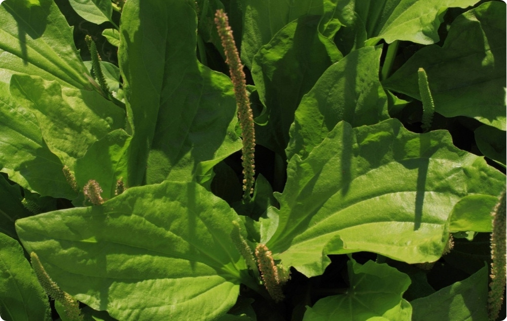 Pretniezes Ziede ar Ceļmallapu - 40ml